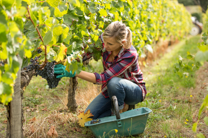 A woman knelt down in a vineyard picking grapes