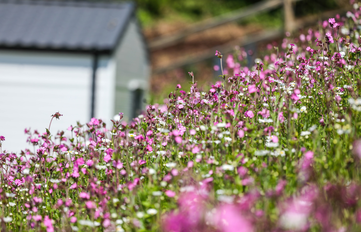 Purple wildflowers with blurry caravan in background