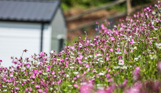 Purple wildflowers with blurry caravan in background