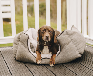 A small brown dog sat in a dog bed on the decking of a holiday home