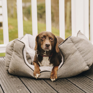 A small brown dog sat in a dog bed on the decking of a holiday home