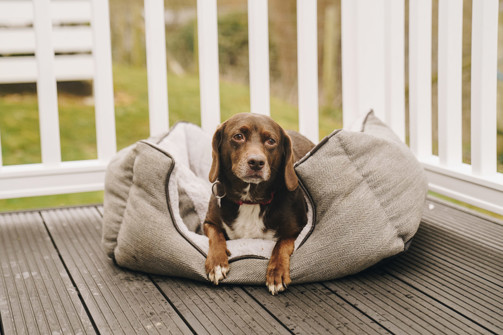 A small brown dog sat in a dog bed on the decking of a holiday home
