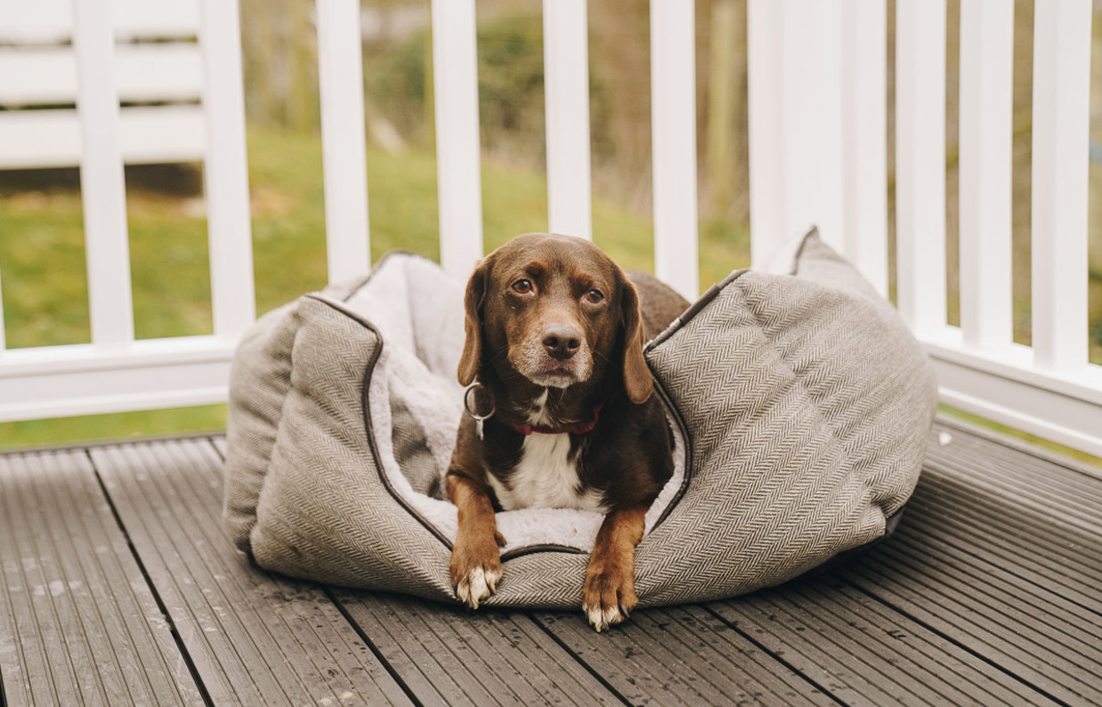 A small brown dog sat in a dog bed on the decking of a holiday home