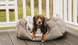 A small brown dog sat in a dog bed on the decking of a holiday home