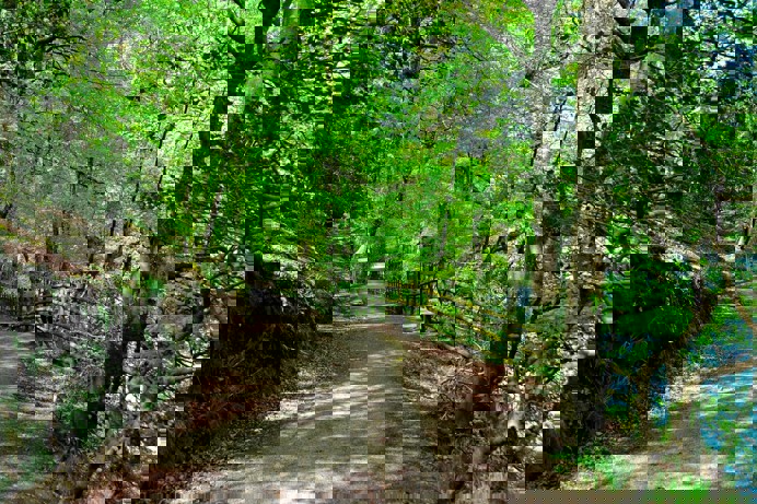A path among shaded woodland and greenery
