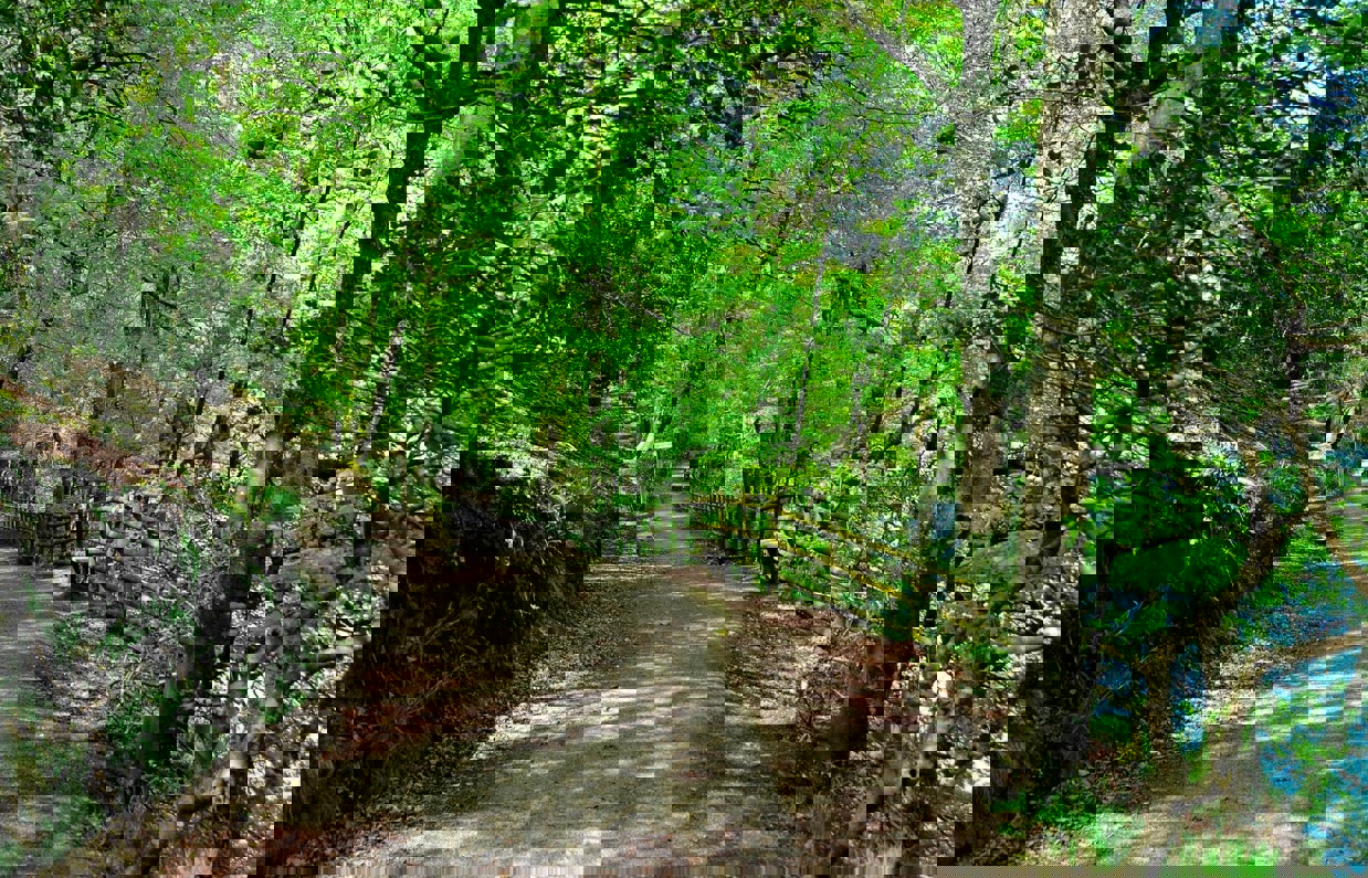 A path among shaded woodland and greenery