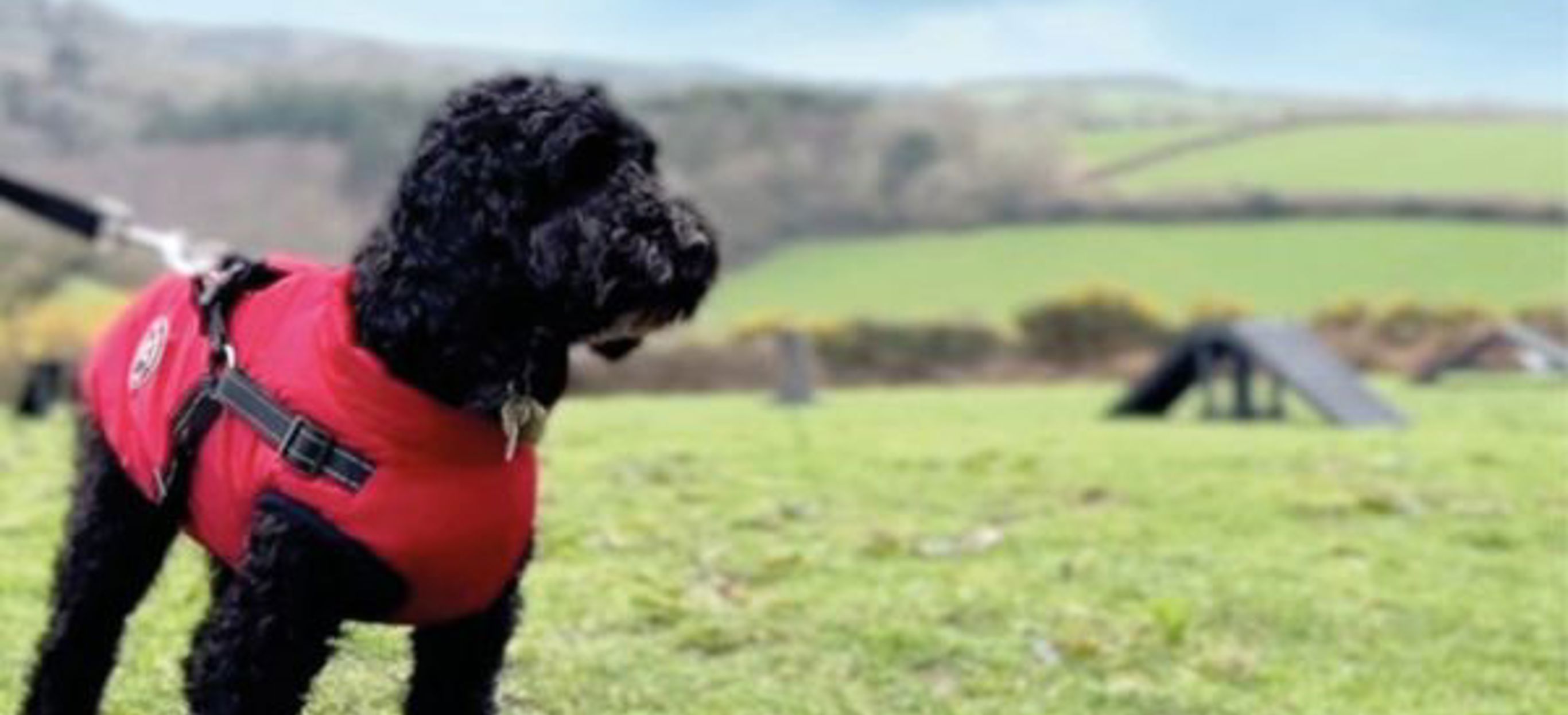 A small black curly-haired fluffy dog wearing a coat on a lead in the dog agility course at Tregoad Holiday Park