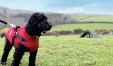 A small black curly-haired fluffy dog wearing a coat on a lead in the dog agility course at Tregoad Holiday Park