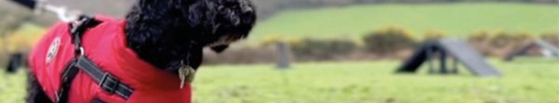 A small black curly-haired fluffy dog wearing a coat on a lead in the dog agility course at Tregoad Holiday Park