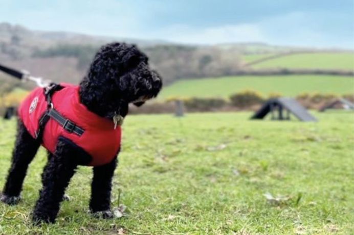 A small black curly-haired fluffy dog wearing a coat on a lead in the dog agility course at Tregoad Holiday Park