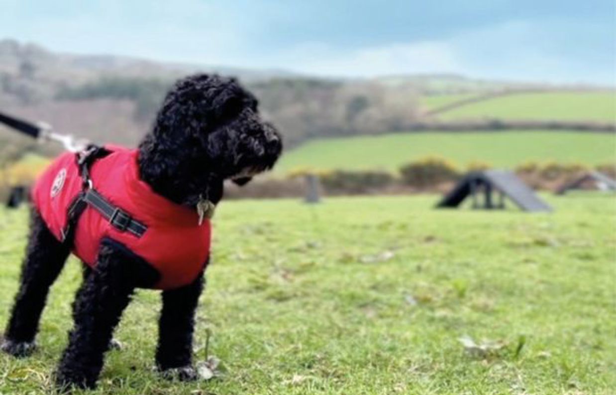 A small black curly-haired fluffy dog wearing a coat on a lead in the dog agility course at Tregoad Holiday Park
