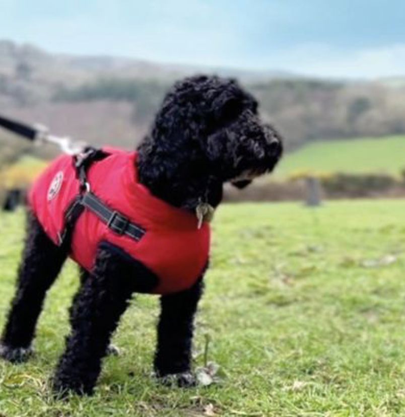 A small black curly-haired fluffy dog wearing a coat on a lead in the dog agility course at Tregoad Holiday Park