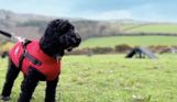 A small black curly-haired fluffy dog wearing a coat on a lead in the dog agility course at Tregoad Holiday Park
