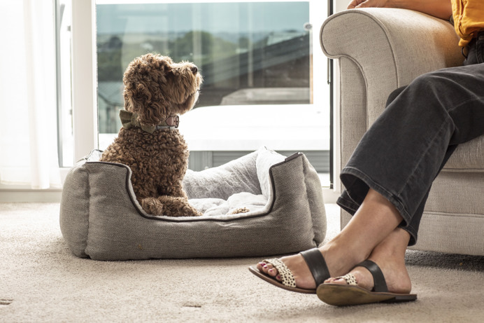 A small brown curly-haired fluffy dog sat in a dog bed in a caravan looking up at a person sat on an armchair
