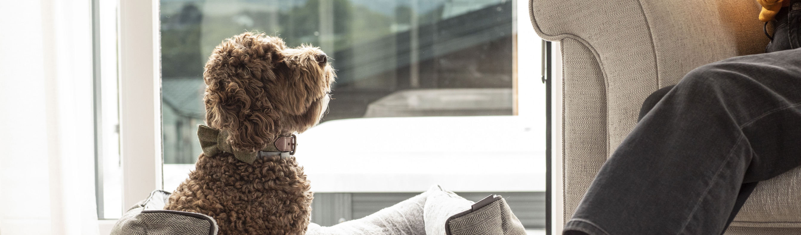 A small brown curly-haired fluffy dog sat in a dog bed in a caravan looking up at a person sat on an armchair