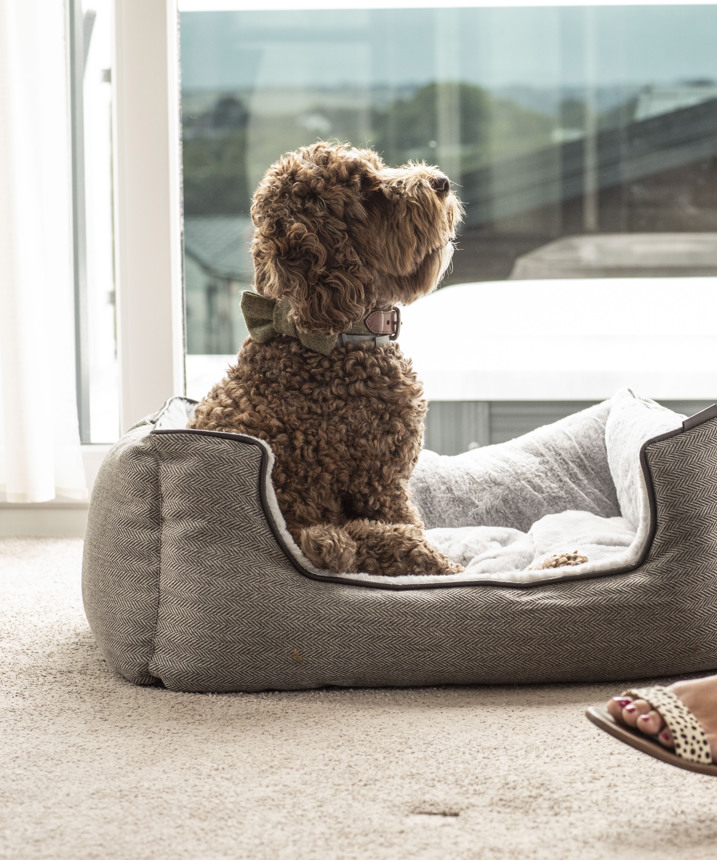 A small brown curly-haired fluffy dog sat in a dog bed in a caravan looking up at a person sat on an armchair