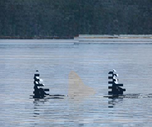 An orca's head breaching out the water