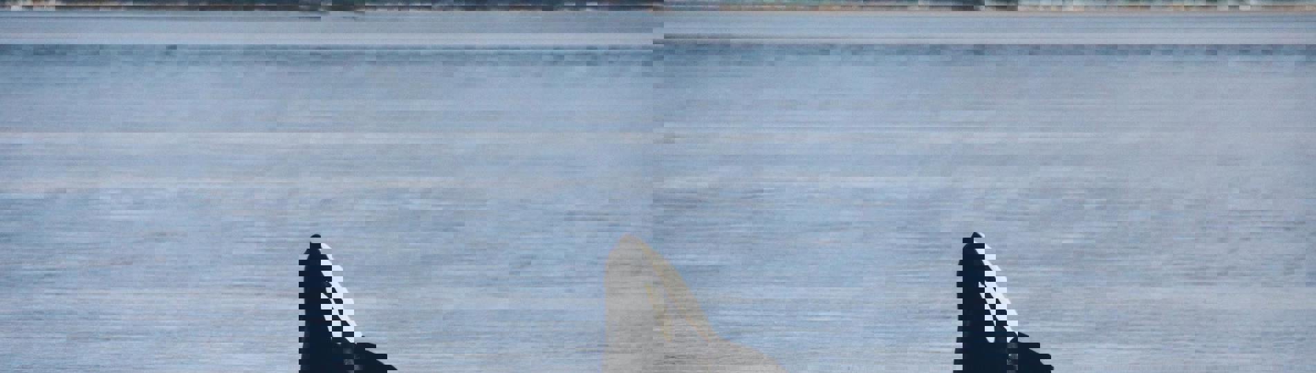 An orca's head breaching out the water