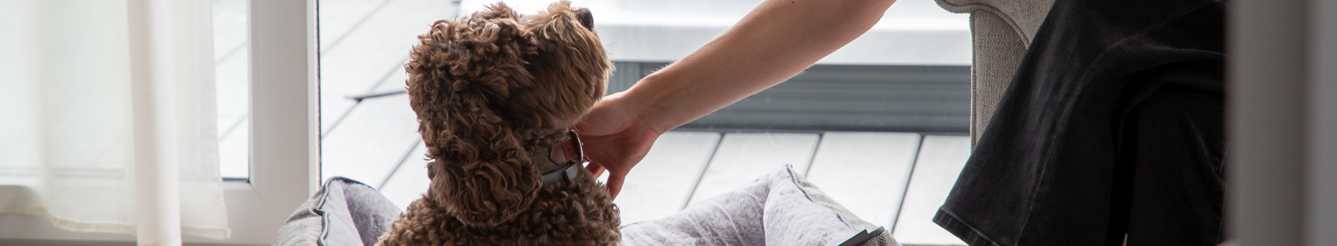 A small brown cockapoo sat in a dog bed in a lodge at Tregoad Holiday Park beside a woman with blonde hair sat in an armchair