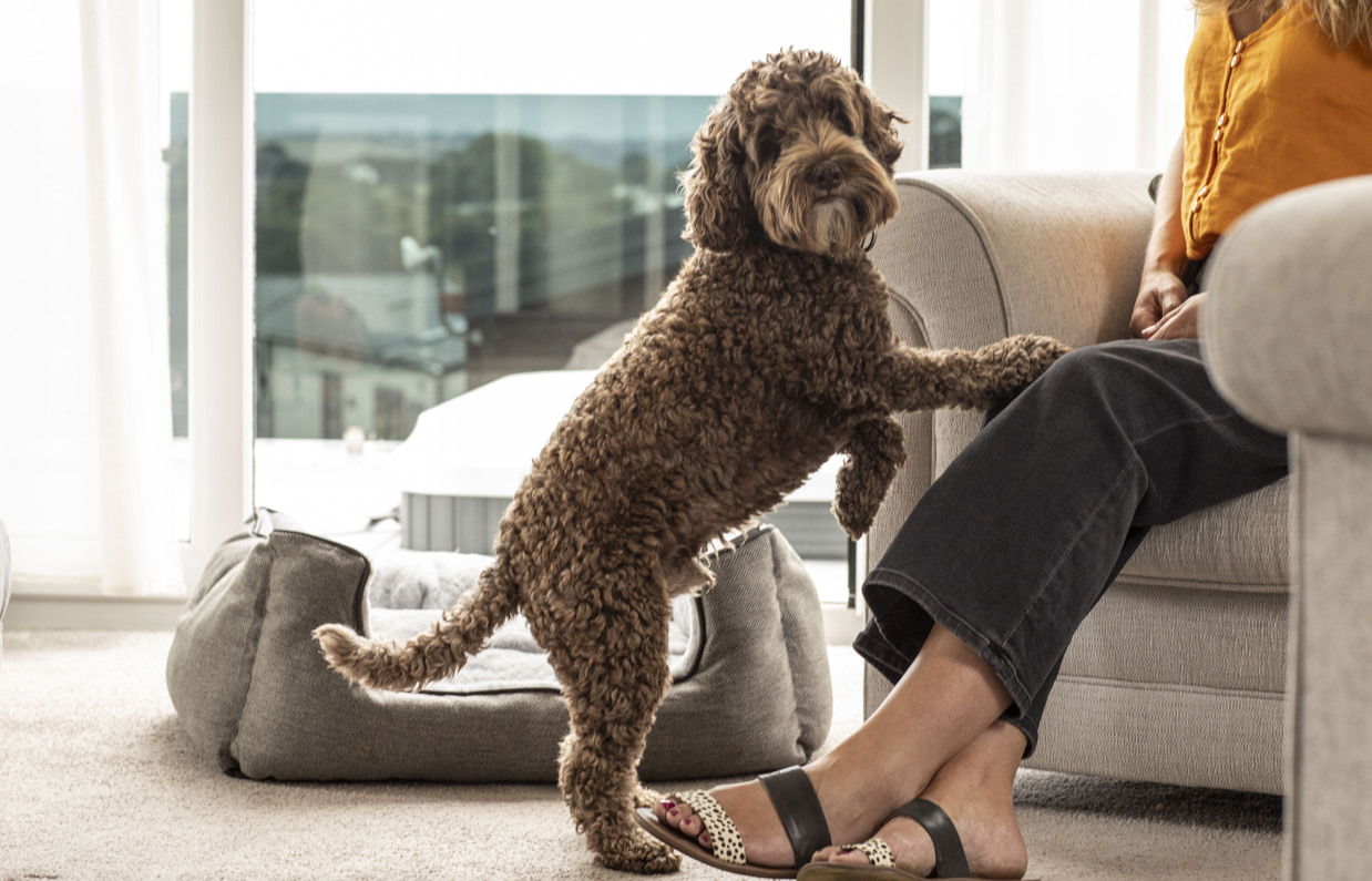 A small brown cockapoo on its hind legs reaching up to a woman with blonde hair sat in an armchair in a lodge at Tregoad Holiday Park
