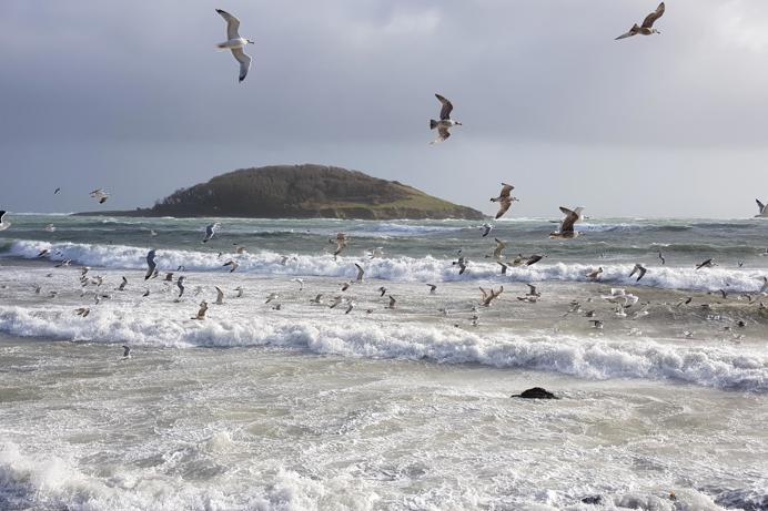 View of Looe Island from Hannafore Beach with seagulls flying overhead