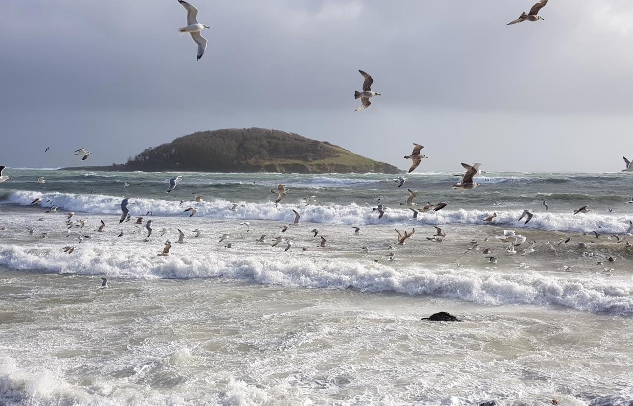View of Looe Island from Hannafore Beach with seagulls flying overhead