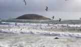 View of Looe Island from Hannafore Beach with seagulls flying overhead