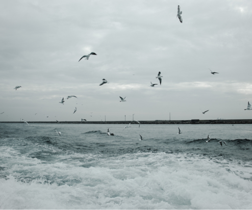 A flurry of birds flying above the sea