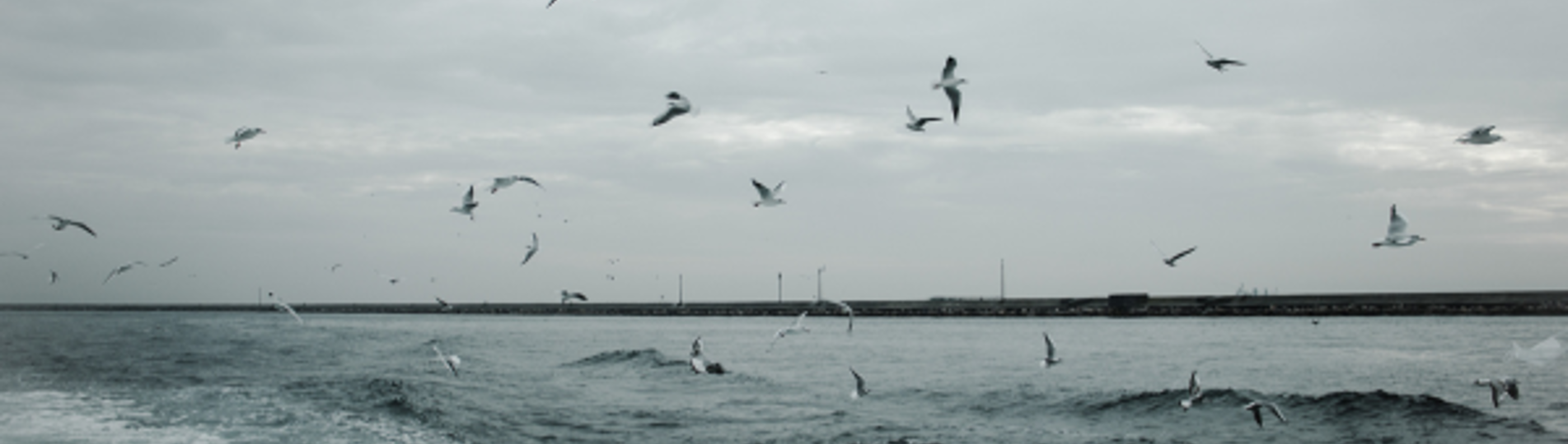 A flurry of birds flying above the sea