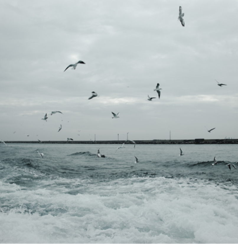 A flurry of birds flying above the sea
