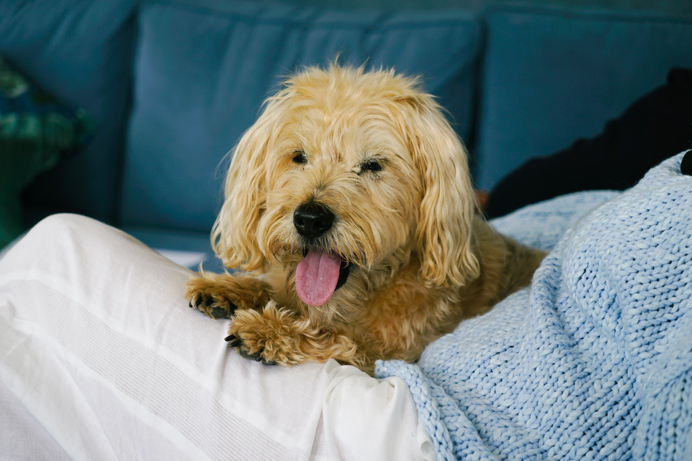 Stables Owner's Dog on lap