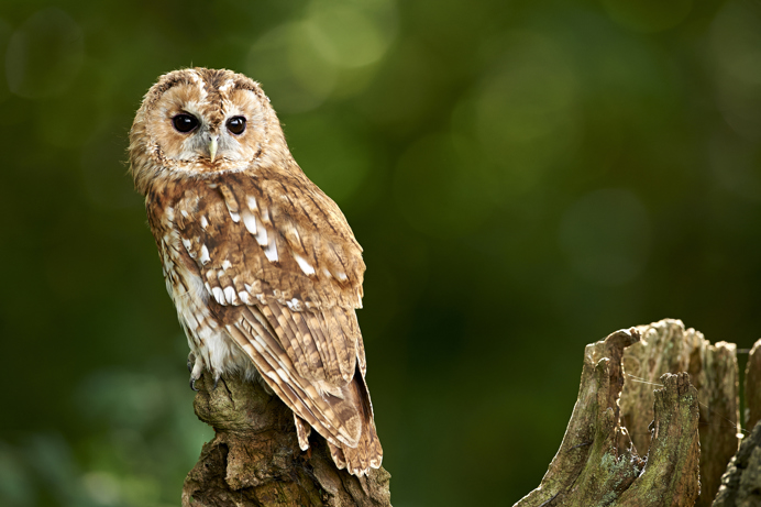 An owl on a tree branch 