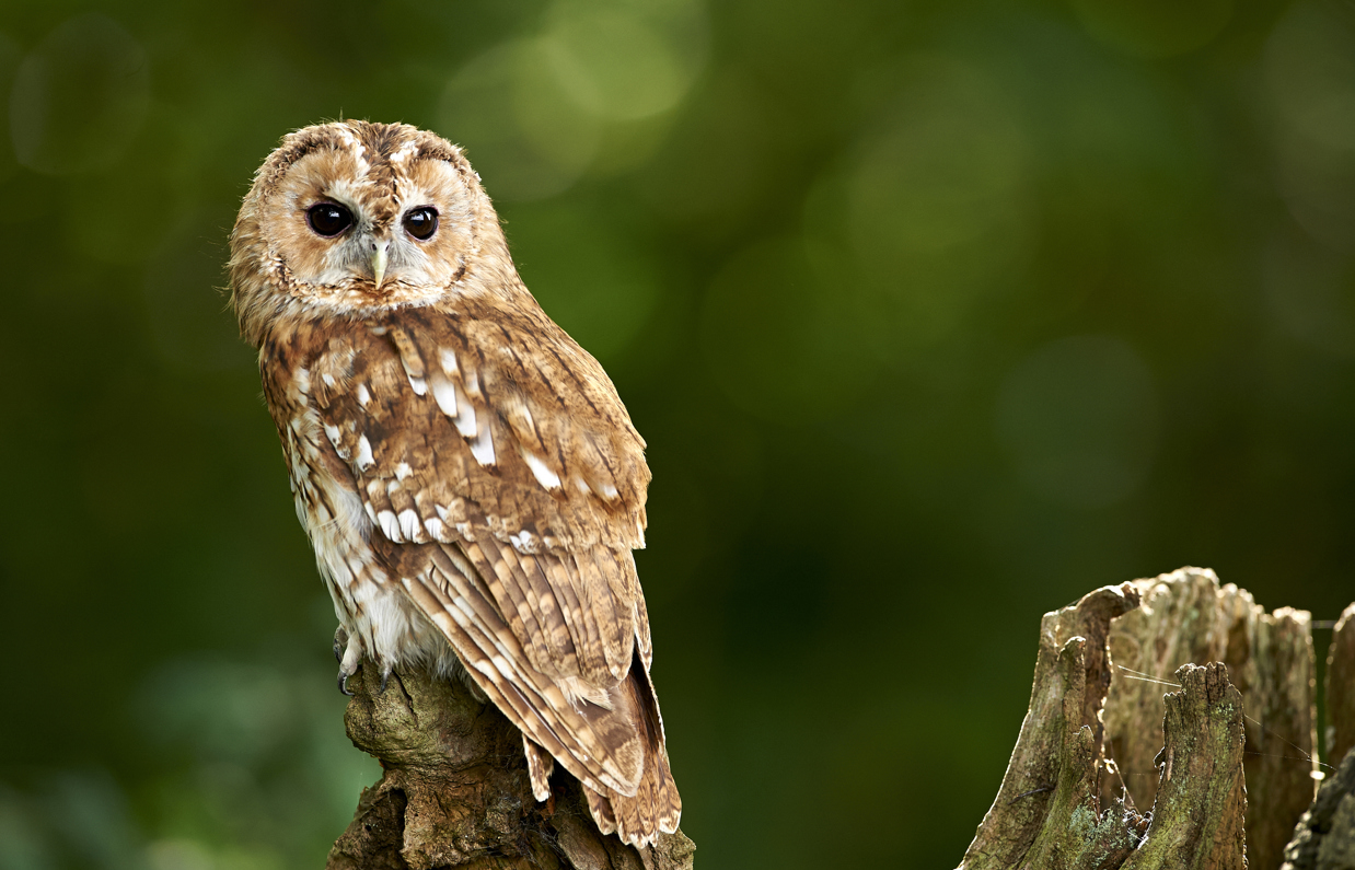 An owl on a tree branch 