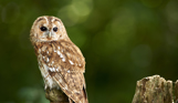 An owl on a tree branch 