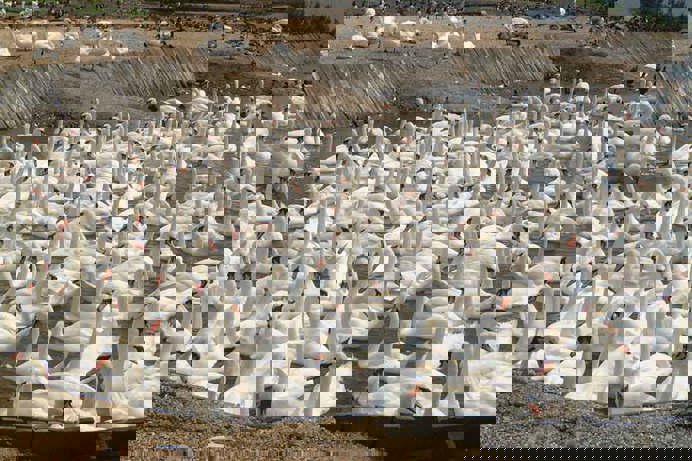 A large colony of swans in water