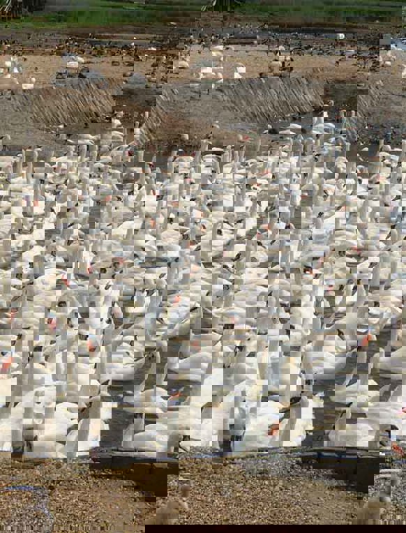 A large colony of swans in water
