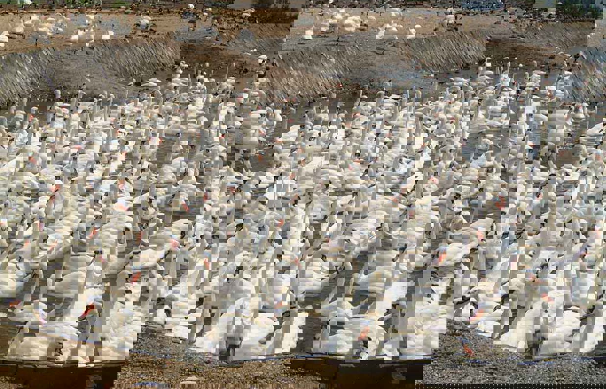 A large colony of swans in water
