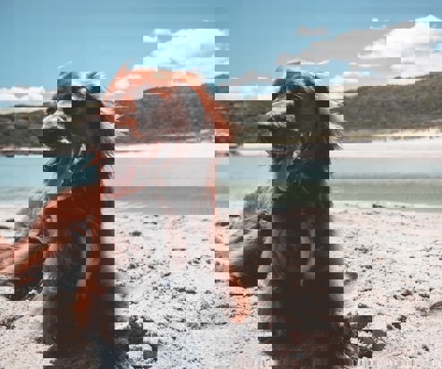 A brown dog on a sandy beach panting near the water on a sunny blue sky day