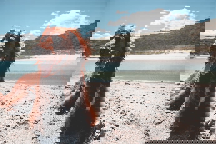 A brown dog on a sandy beach panting near the water on a sunny blue sky day