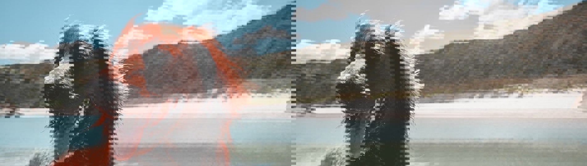 A brown dog on a sandy beach panting near the water on a sunny blue sky day