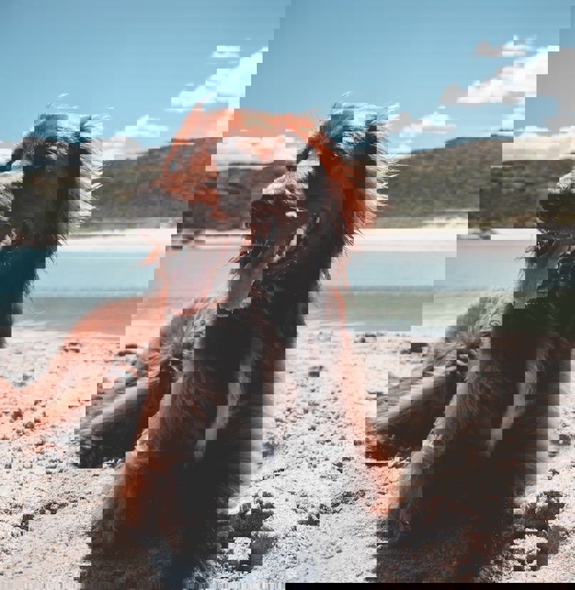 A brown dog on a sandy beach panting near the water on a sunny blue sky day