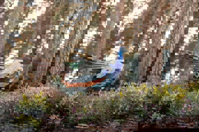 A peacock at the Blue Pool amongst woodland