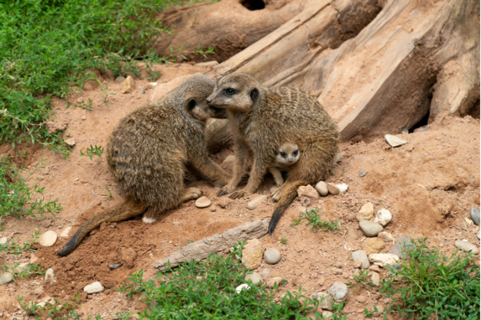 A family of meerkats by a tree