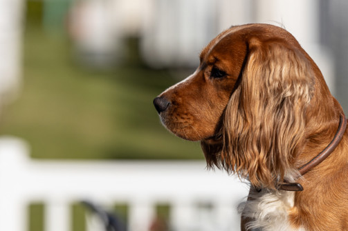 Dog sat waiting patiently at owners behind the camera