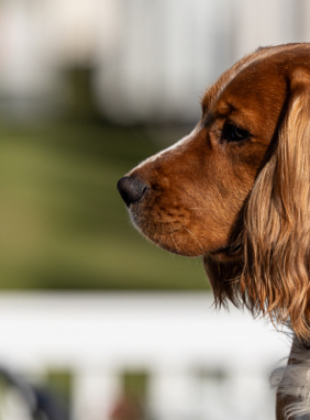 Dog sat waiting patiently at owners behind the camera