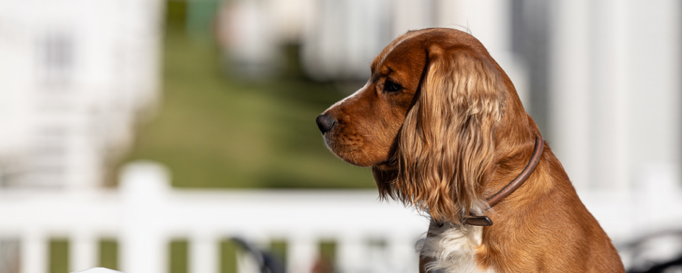 Dog sat waiting patiently at owners behind the camera