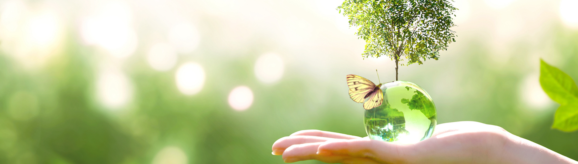 A hand holding a green ball with a tree coming out the top and a butterfly resting on it
