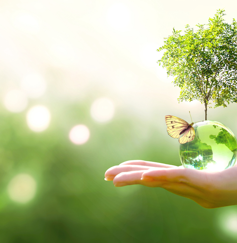 A hand holding a green ball with a tree coming out the top and a butterfly resting on it
