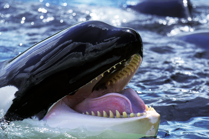 An orca in the sea with its mouth open