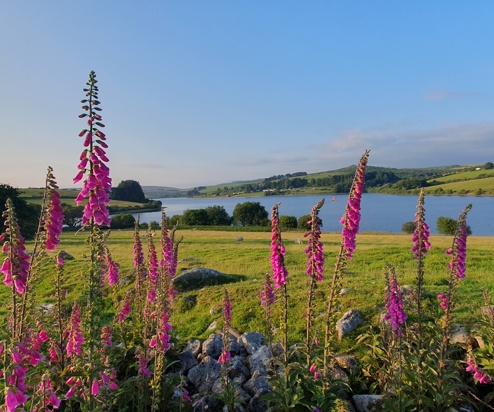 Spring flowers at Siblyback Lake